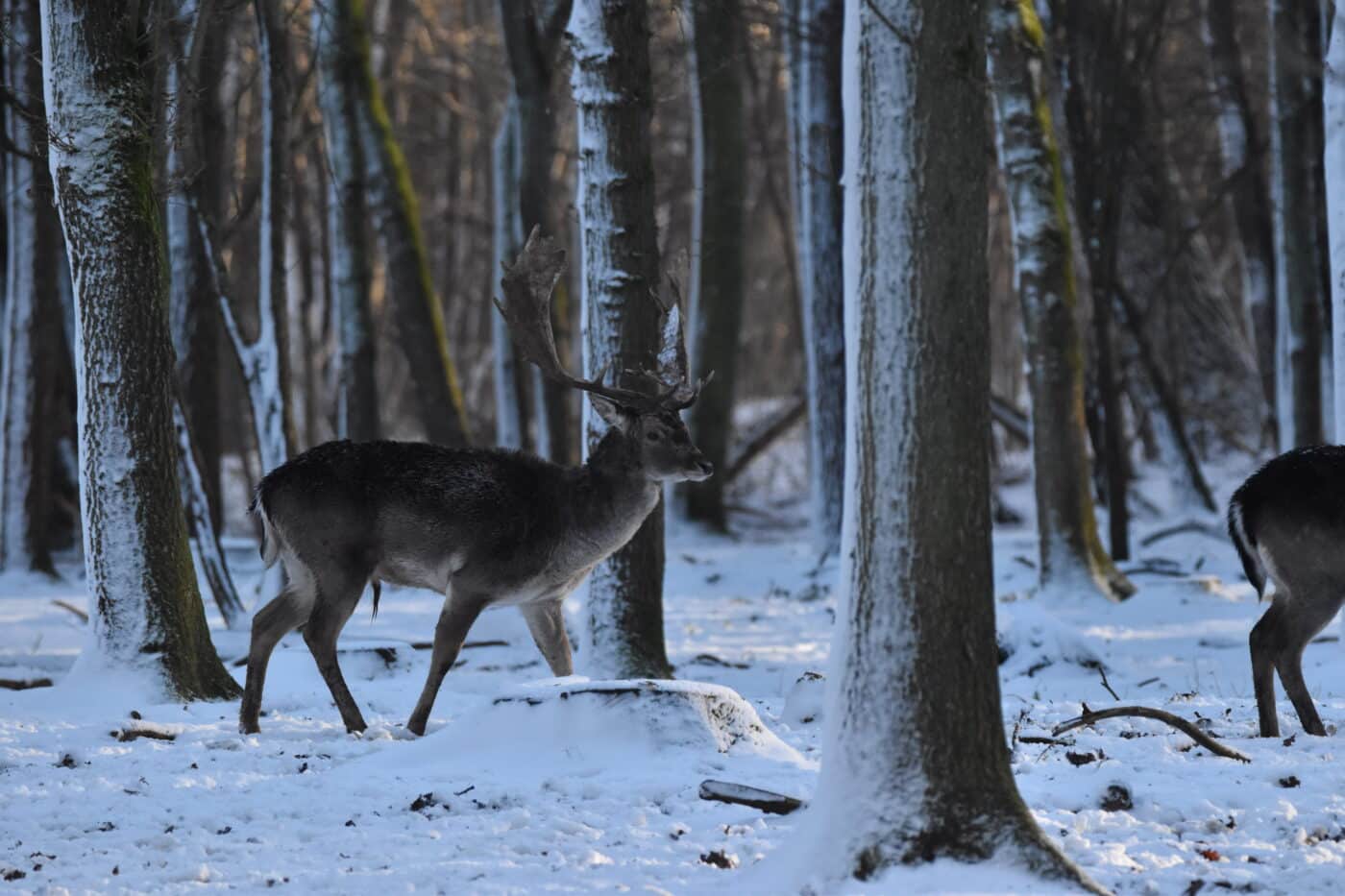 Danmark åpner for alt stort hjortevilt!