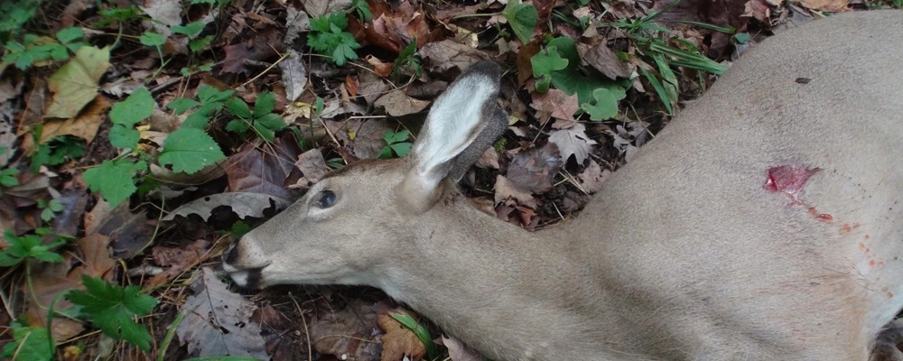 Oeivind Kragboen Usa